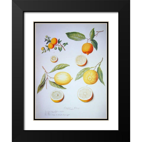 Citrons, Oranges and Lemons Black Modern Wood Framed Art Print with Double Matting by Ledoulx, Pierre