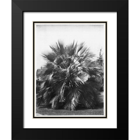 Blue Palm Tree, c1910 Black Modern Wood Framed Art Print with Double Matting by Anonymous