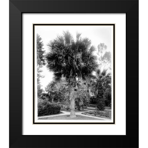 Palm. L.A. Park, c1910 Black Modern Wood Framed Art Print with Double Matting by Anonymous