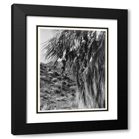 Fan Palm, Fruit, c 1910 Black Modern Wood Framed Art Print with Double Matting by Anonymous