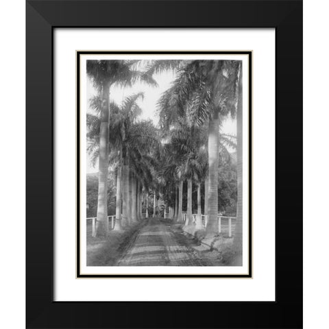 Royal Palm Ave, Honolulu, 1907 Black Modern Wood Framed Art Print with Double Matting by Anonymous