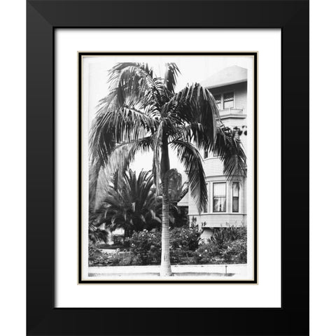Palm, Seaforchia Elygans, CA c 1920 Black Modern Wood Framed Art Print with Double Matting by Anonymous