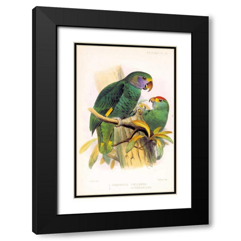 Parrots, Chrysotis Black Modern Wood Framed Art Print with Double Matting by Smit, Joseph
