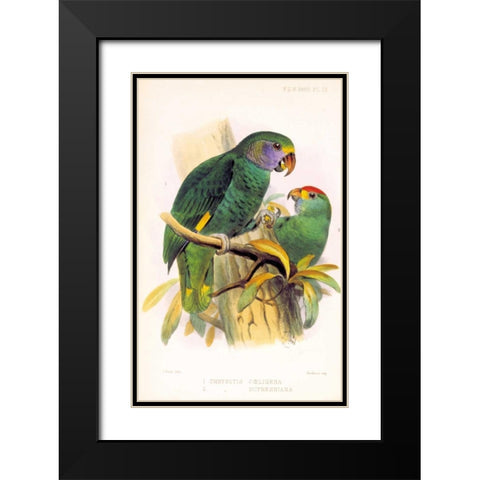 Parrots, Chrysotis Black Modern Wood Framed Art Print with Double Matting by Smit, Joseph