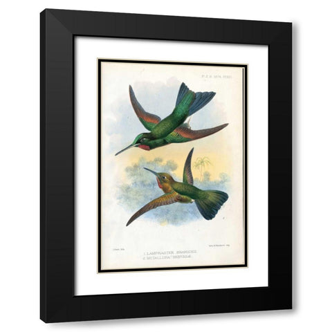 Humming Birds Black Modern Wood Framed Art Print with Double Matting by Smit, Joseph