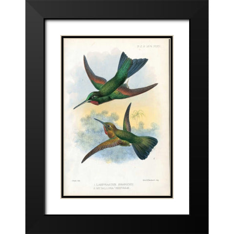 Humming Birds Black Modern Wood Framed Art Print with Double Matting by Smit, Joseph