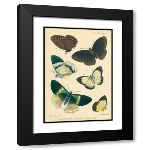 Butterflies, Duke of York Island Black Modern Wood Framed Art Print with Double Matting by Smit, Joseph