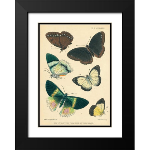 Butterflies, Duke of York Island Black Modern Wood Framed Art Print with Double Matting by Smit, Joseph