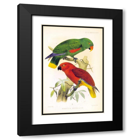 Parrots, Eclectus Riedelli Black Modern Wood Framed Art Print with Double Matting by Smit, Joseph