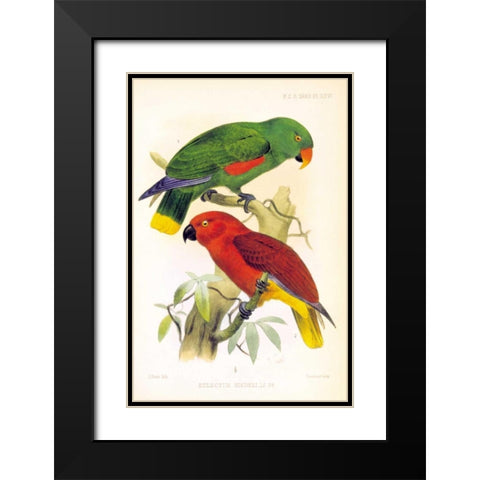 Parrots, Eclectus Riedelli Black Modern Wood Framed Art Print with Double Matting by Smit, Joseph