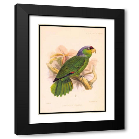 Parrot, Chrysotis Finschi Black Modern Wood Framed Art Print with Double Matting by Smit, Joseph