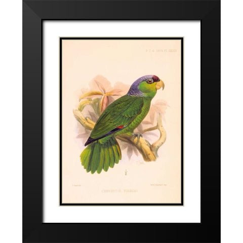 Parrot, Chrysotis Finschi Black Modern Wood Framed Art Print with Double Matting by Smit, Joseph