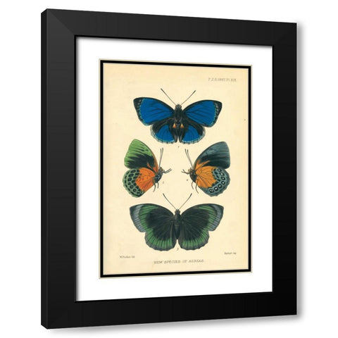 Butterflies, New species of Agrias Black Modern Wood Framed Art Print with Double Matting by Smit, Joseph