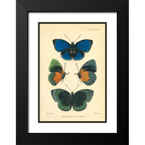 Butterflies, New species of Agrias Black Modern Wood Framed Art Print with Double Matting by Smit, Joseph