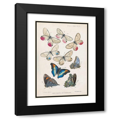 Exotic Butterflies Black Modern Wood Framed Art Print with Double Matting by Butler, A G