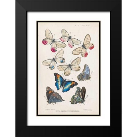 Exotic Butterflies Black Modern Wood Framed Art Print with Double Matting by Butler, A G