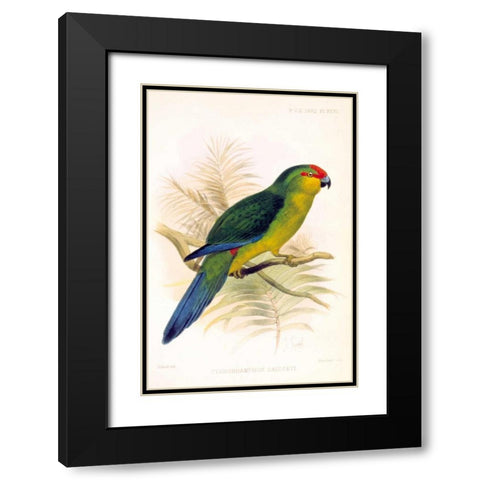 Parrot, Saisseti Black Modern Wood Framed Art Print with Double Matting by Smit, Joseph