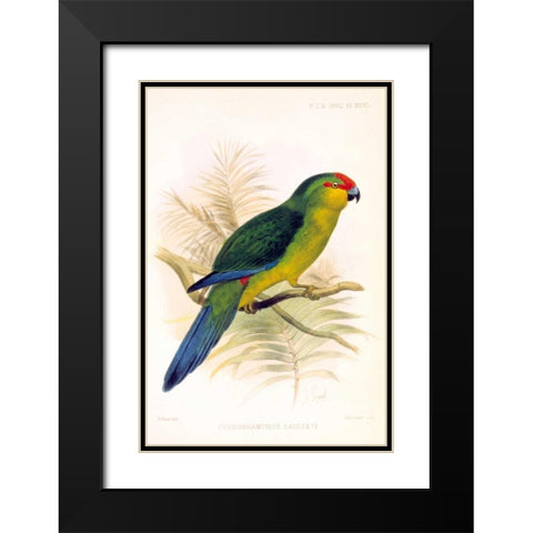 Parrot, Saisseti Black Modern Wood Framed Art Print with Double Matting by Smit, Joseph