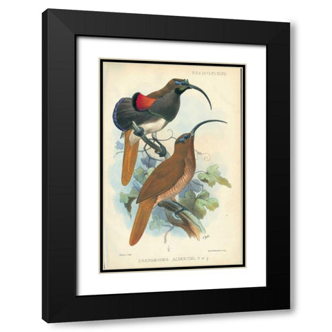 Sicklebill, Bird of Paradise Black Modern Wood Framed Art Print with Double Matting by Smit, Joseph