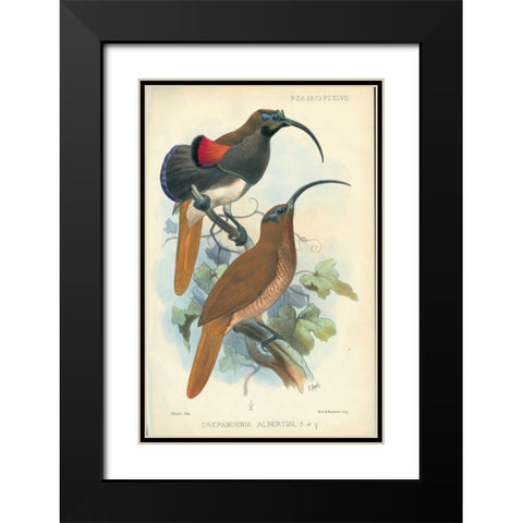Sicklebill, Bird of Paradise Black Modern Wood Framed Art Print with Double Matting by Smit, Joseph