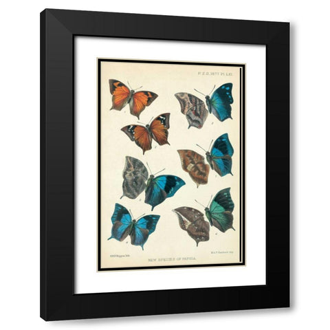Butterflies, Paphia Black Modern Wood Framed Art Print with Double Matting by Rippon, Robert