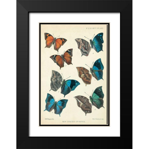 Butterflies, Paphia Black Modern Wood Framed Art Print with Double Matting by Rippon, Robert