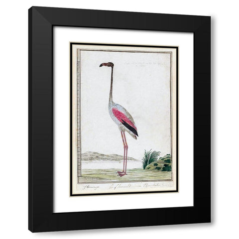 Flamingo Black Modern Wood Framed Art Print with Double Matting by Gordon, Robert James