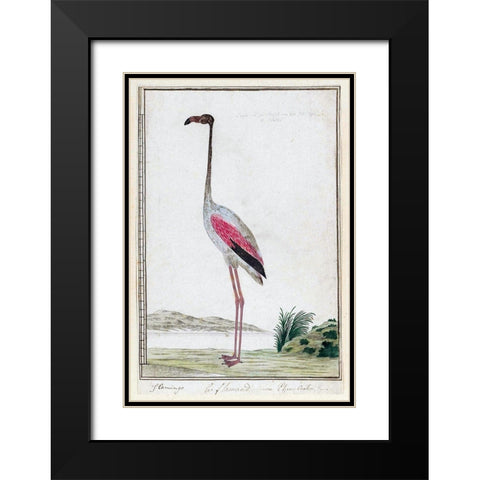 Flamingo Black Modern Wood Framed Art Print with Double Matting by Gordon, Robert James