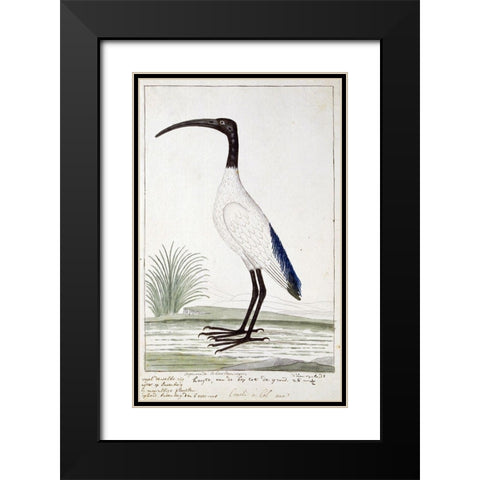 White Bird Black Modern Wood Framed Art Print with Double Matting by Gordon, Robert James