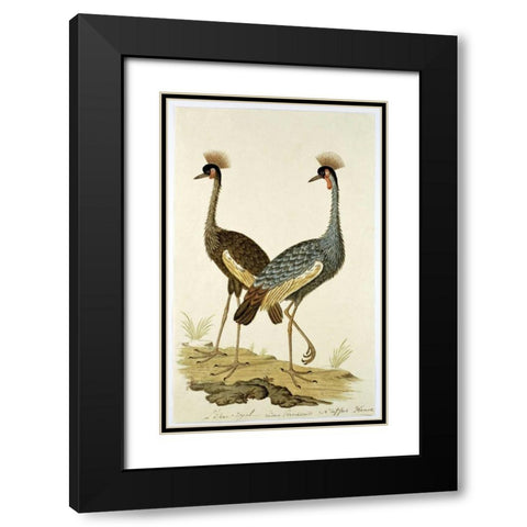 Royal Birds Black Modern Wood Framed Art Print with Double Matting by Gordon, Robert J.