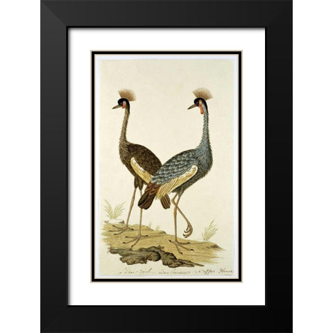 Royal Birds Black Modern Wood Framed Art Print with Double Matting by Gordon, Robert J.
