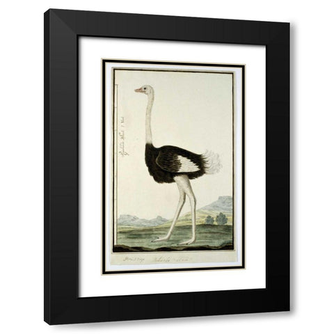 Ostrich Black Modern Wood Framed Art Print with Double Matting by Gordon, Robert J.