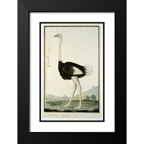 Ostrich Black Modern Wood Framed Art Print with Double Matting by Gordon, Robert J.