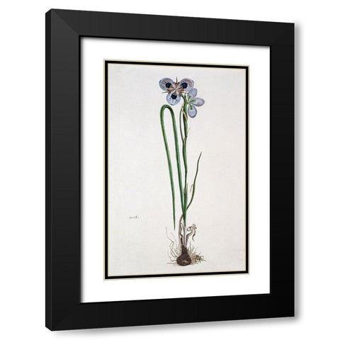 Iris Black Modern Wood Framed Art Print with Double Matting by Gordon, Robert J.
