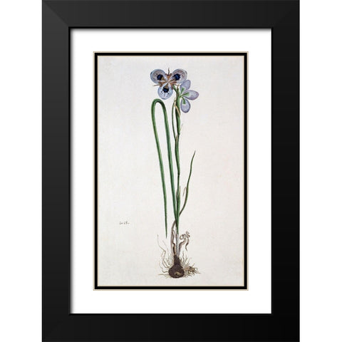 Iris Black Modern Wood Framed Art Print with Double Matting by Gordon, Robert J.