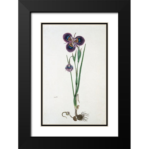 Iris Black Modern Wood Framed Art Print with Double Matting by Gordon, Robert J.