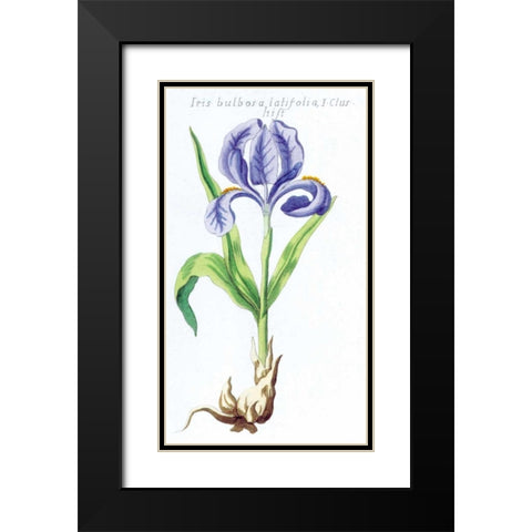 Iris Bulbosa Latifolia Black Modern Wood Framed Art Print with Double Matting by Morison, Robert