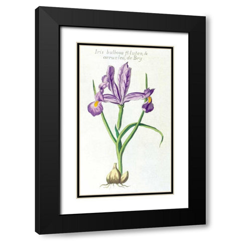 Iris Bulbosa Luteo Black Modern Wood Framed Art Print with Double Matting by Morison, Robert