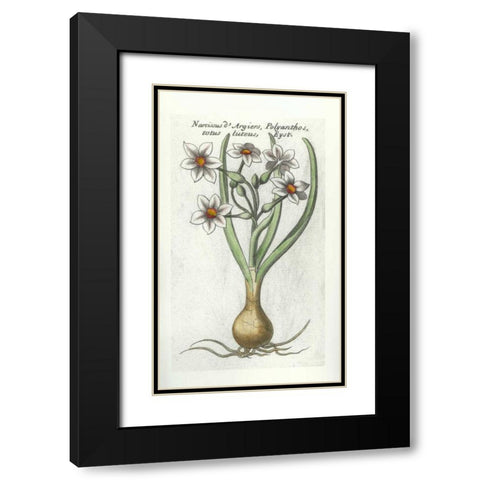 Narcissus DArgier Black Modern Wood Framed Art Print with Double Matting by Morison, Robert