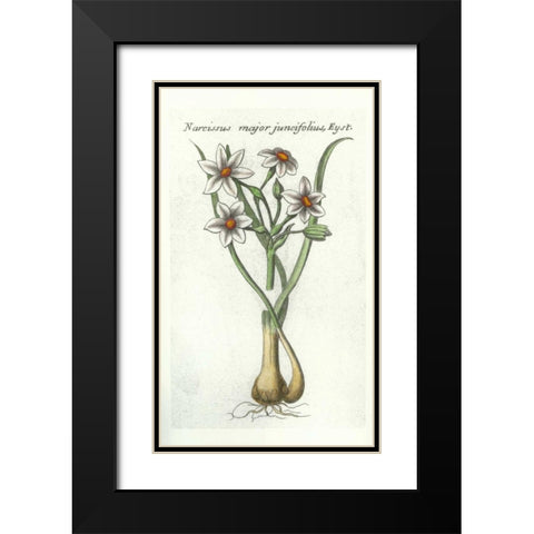 Narcissus Juncifolius Black Modern Wood Framed Art Print with Double Matting by Morison, Robert