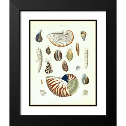 Shells, Plate 5 Black Modern Wood Framed Art Print with Double Matting by Brookes, Samuel