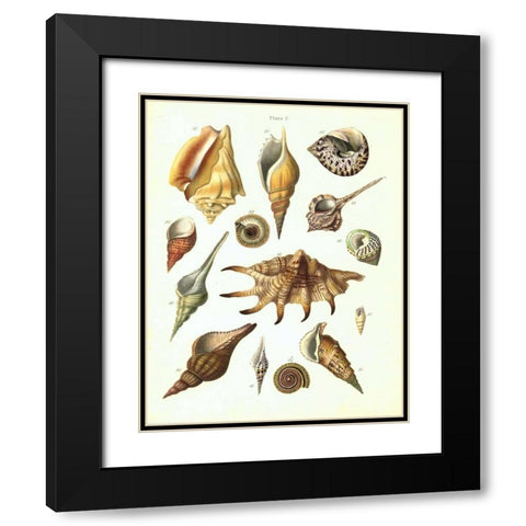 Shells, Plate 7 Black Modern Wood Framed Art Print with Double Matting by Brookes, Samuel