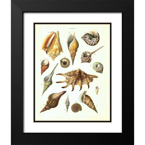 Shells, Plate 7 Black Modern Wood Framed Art Print with Double Matting by Brookes, Samuel