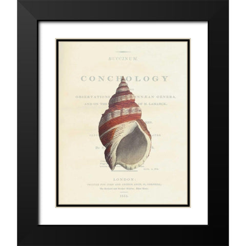 Shell, Buccinum Undatum Black Modern Wood Framed Art Print with Double Matting by Brookes, Samuel