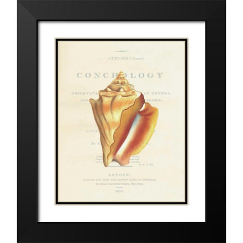 Shell, Strombus Pugilis Black Modern Wood Framed Art Print with Double Matting by Brookes, Samuel