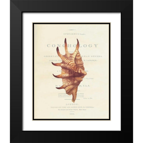 Shell, Strombus Lambis Black Modern Wood Framed Art Print with Double Matting by Brookes, Samuel