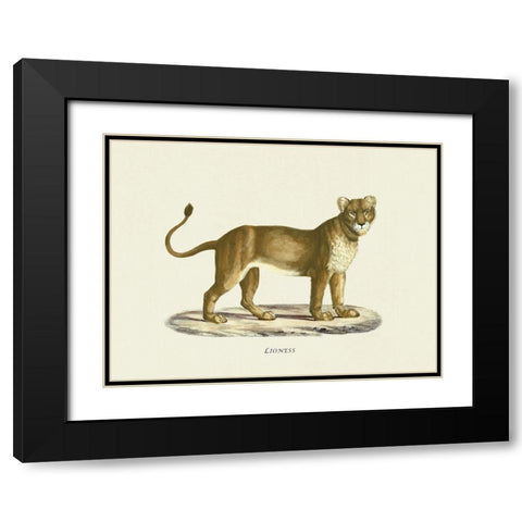 Lioness Black Modern Wood Framed Art Print with Double Matting by Schinz, Heinrich Rudolf