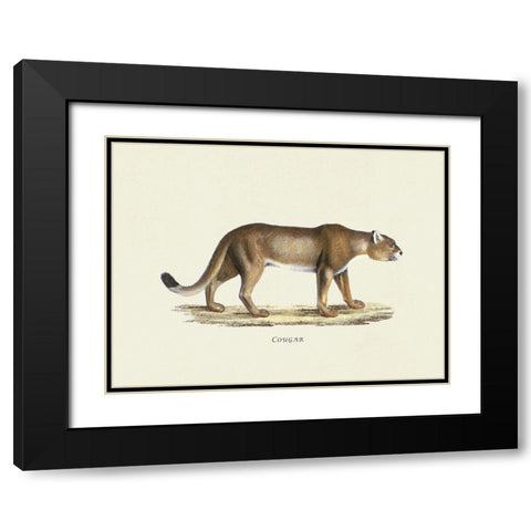 Cougar Black Modern Wood Framed Art Print with Double Matting by Schinz, Heinrich Rudolf