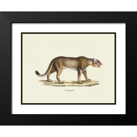 Cougar Black Modern Wood Framed Art Print with Double Matting by Schinz, Heinrich Rudolf