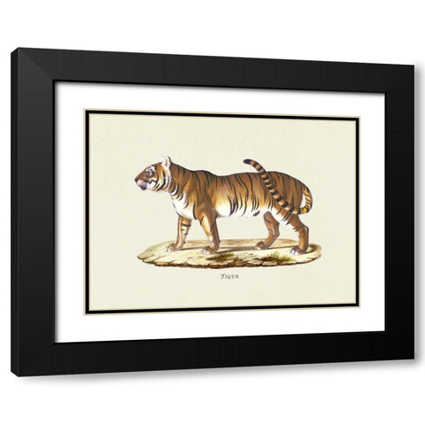 Tiger Black Modern Wood Framed Art Print with Double Matting by Schinz, Heinrich Rudolf